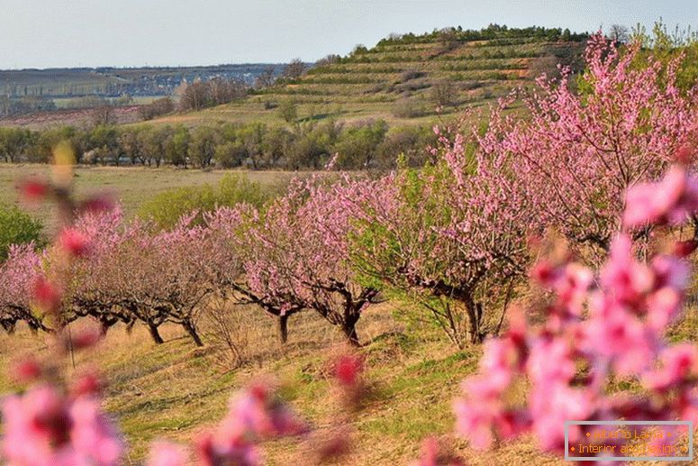 Wild almond