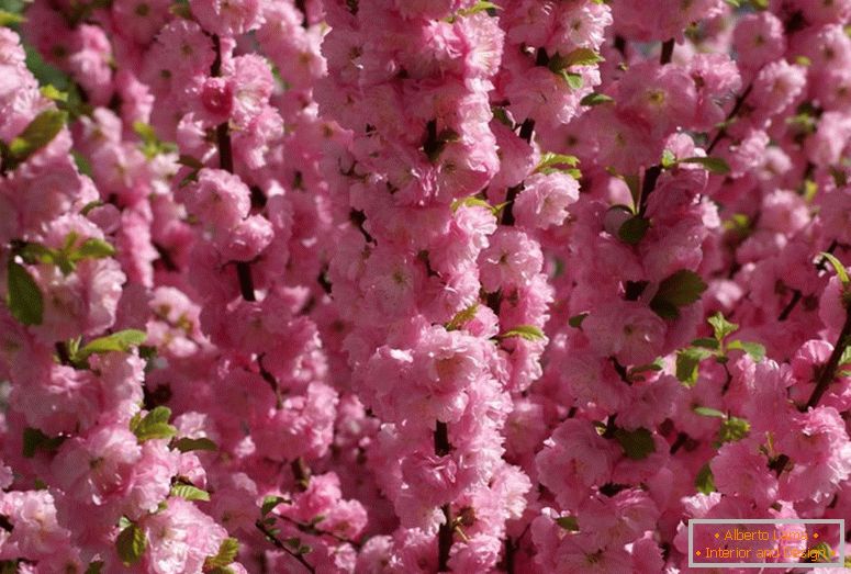 Shrub almonds refers to the beautifully flowering. Almond three-lobed pink foam.