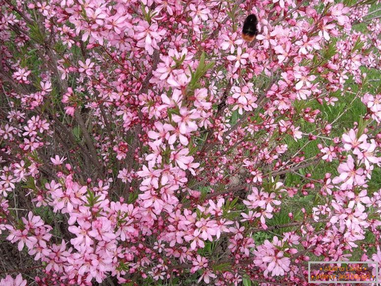 Almond steppe