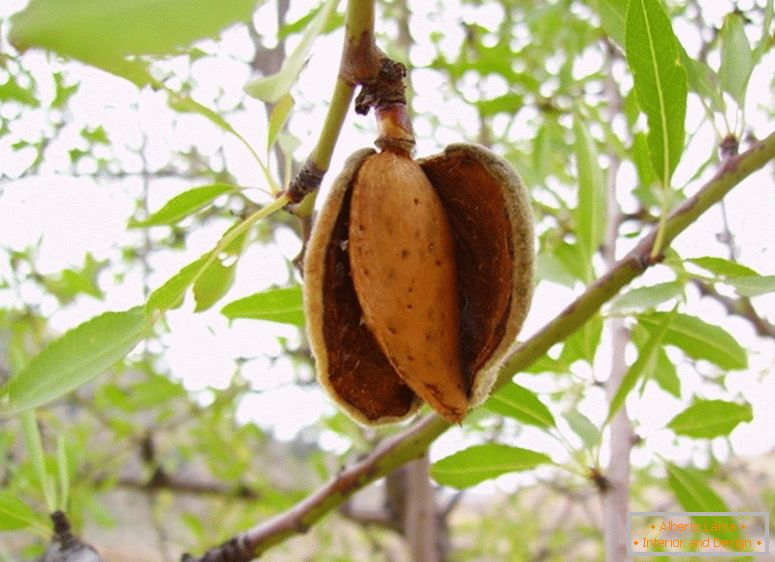 Fruits of almonds