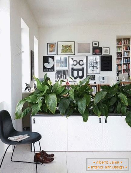 Indoor plants in the interior