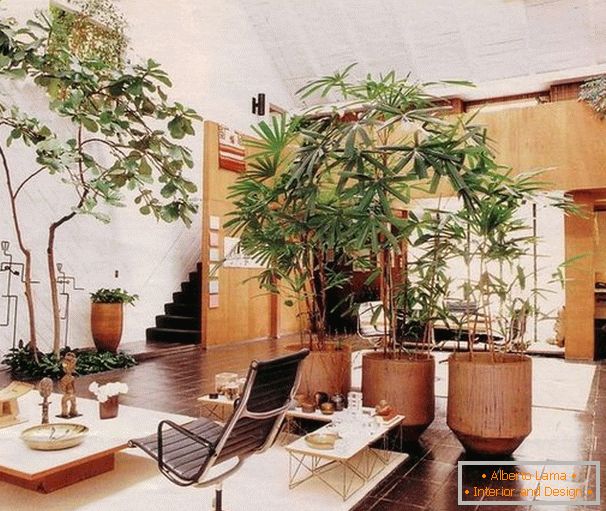 Indoor plants in the living room